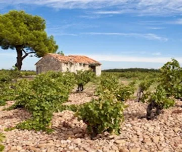 Châteauneuf-du-Pape: Guided Day Tour from Aix-en-Provence + Wine Tasting